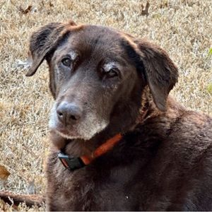 Meet your Posher, Whon